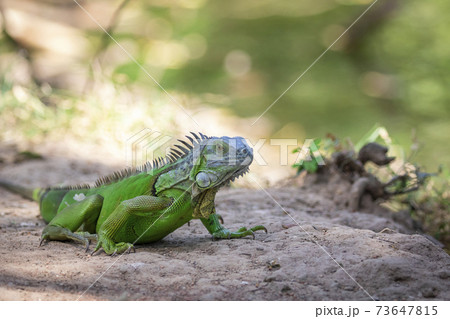 Image of green iguana morph on a natural background. Animal. Reptiles Image of green iguana morph on a natural background. Animal. Reptiles 73647815