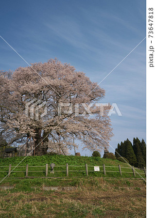 《岡山県》天然記念物に指定されている醍醐桜、4月の朝 73647818