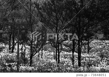 冬のススキ 73648051