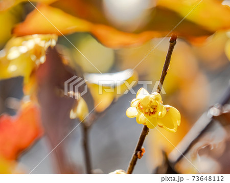 咲き始めたロウバイの花 73648112