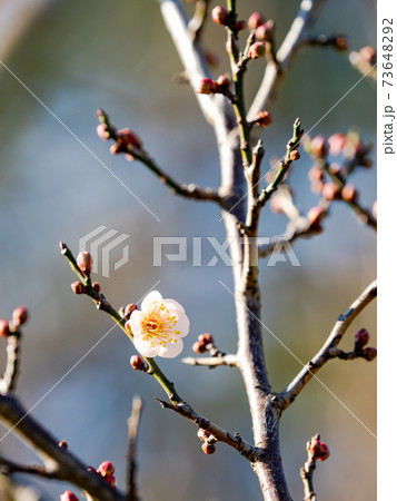 一輪だけ咲いた梅の花　咲き始め 73648292