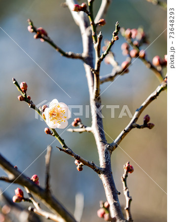 一輪だけ咲いた梅の花　咲き始め 73648293