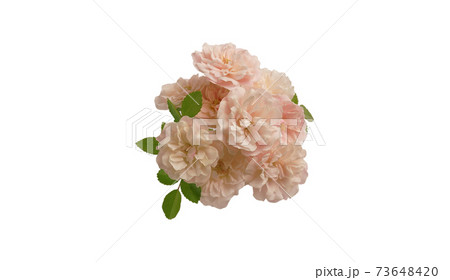 ピンクのミニバラ　花　束　葉　切り抜き　白　バック　おしゃれ　かわいい　　余白　有　コピースペース　 73648420