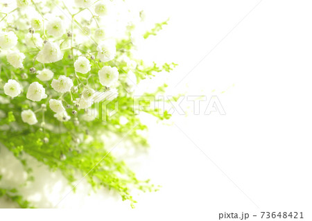 ナチュラル背景 かすみ草 花 コピースペース ナチュラル背景 かすみ草 花 コピースペース 73648421