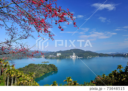 桜 さくら サクラ 73648515