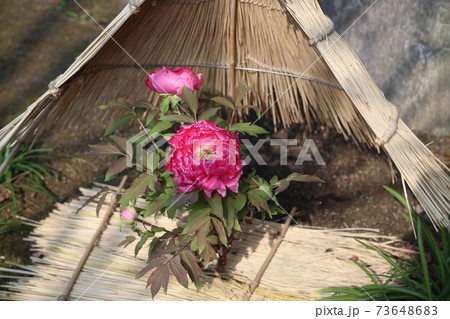 筥崎宮花庭園 73648683