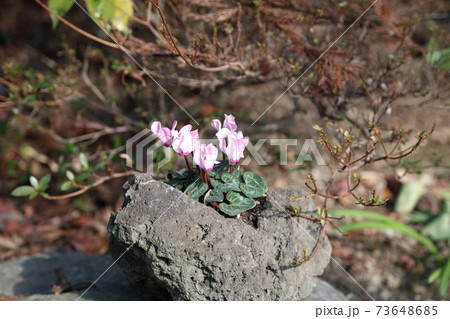 筥崎宮花庭園 73648685