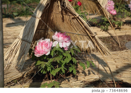 筥崎宮花庭園 73648696