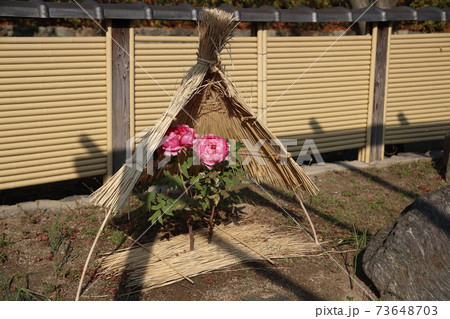 筥崎宮花庭園 73648703