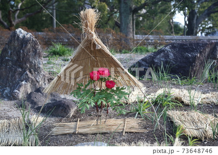 筥崎宮花庭園 筥崎宮花庭園 73648746
