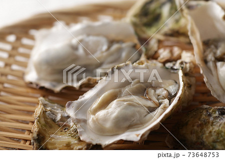 冬の海の味覚の殻付きの牡蠣 73648753