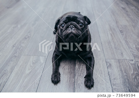 Portrait of a black pug dog, looking straight 73649594