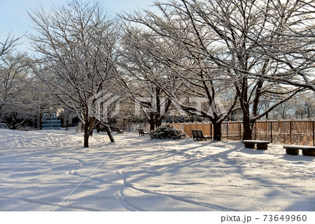 雪原の桜並木の陰 73649960