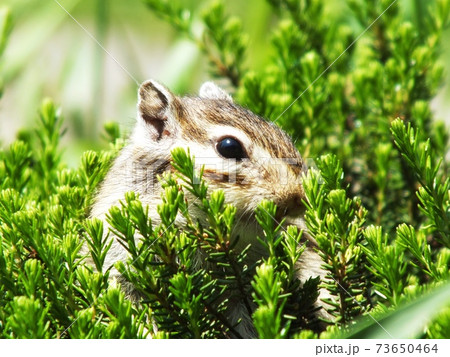 シマリスB3 シマリスB3 73650464