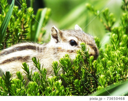 シマリスB7 シマリスB7 73650468