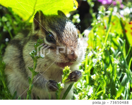 シマリスB25 シマリスB25 73650488