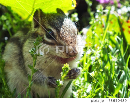 シマリスB26 シマリスB26 73650489