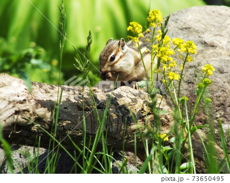 シマリスB29 73650495