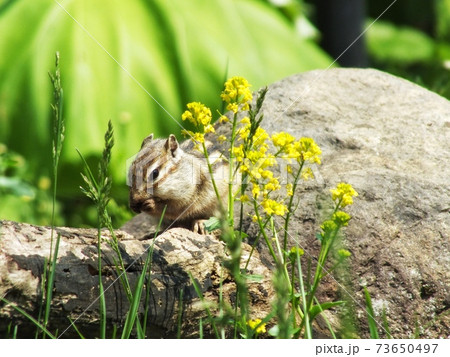 シマリスB30 シマリスB30 73650497