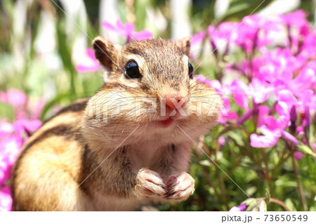 シマリスB68 シマリスB68 73650549