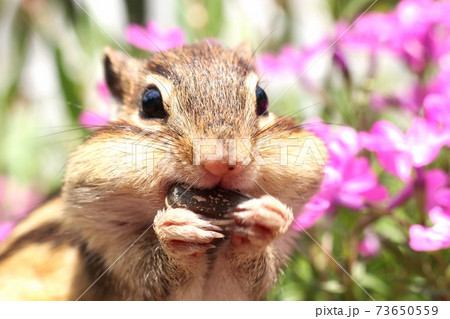 シマリスB72 シマリスB72 73650559