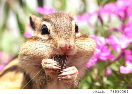 シマリスB74 シマリスB74 73650561