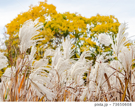 晩秋のススキと紅葉の景色 矢川緑地 晩秋のススキと紅葉の景色 矢川緑地 73650608