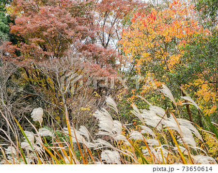 晩秋のススキと紅葉の景色 矢川緑地 晩秋のススキと紅葉の景色 矢川緑地 73650614