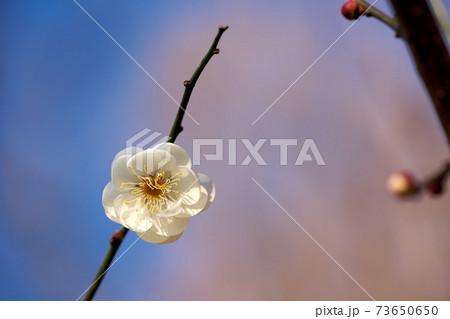 梅の花 73650650