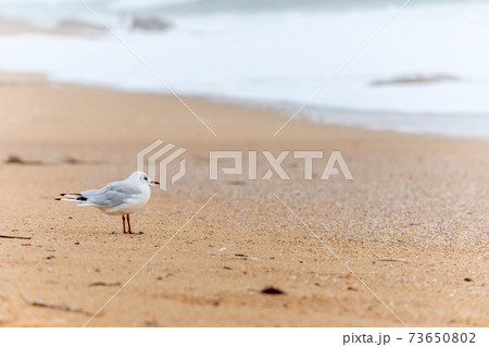 Black-headed gull on a sandy beach 73650802