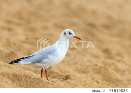 Black-headed gull on a sandy beach 73650822