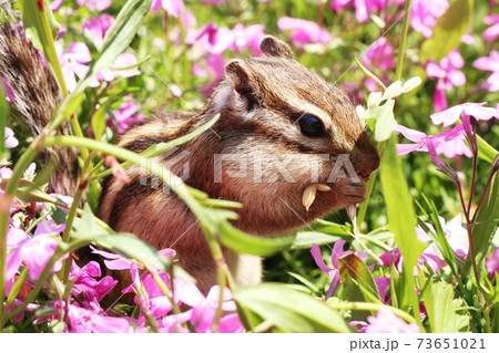 シマリスB121 シマリスB121 73651021