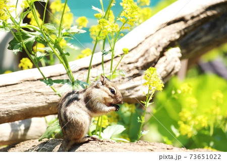 シマリスB122 シマリスB122 73651022