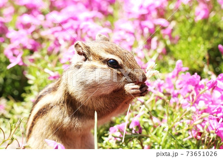 シマリスB126 シマリスB126 73651026