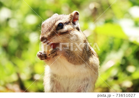 シマリスB127 シマリスB127 73651027