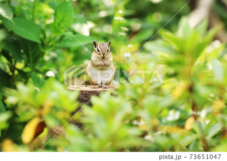 シマリスB143 73651047