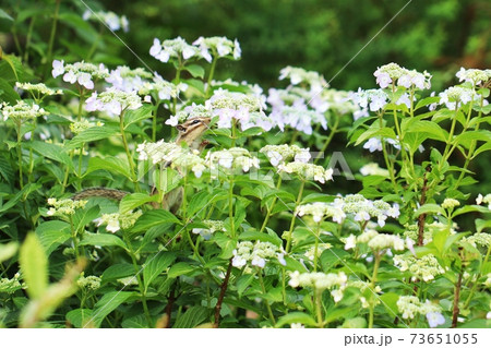 シマリスB150 73651055