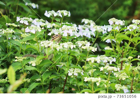 シマリスB151 シマリスB151 73651056