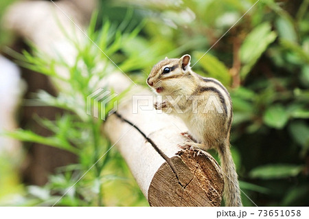 シマリスB156 シマリスB156 73651058