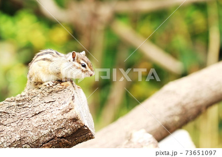 シマリスB195 シマリスB195 73651097