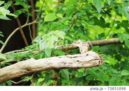 シマリスB196 シマリスB196 73651098