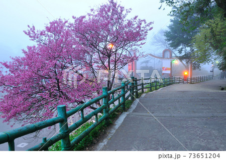 サクラ 桜 さくら 73651204