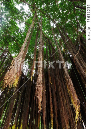 長い根を垂らすバンヤンツリー 73651256