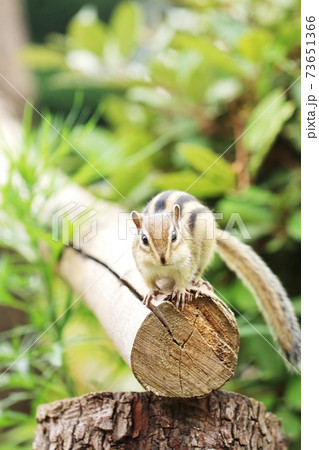 シマリスB230 シマリスB230 73651366