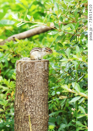 シマリスB273 シマリスB273 73651410