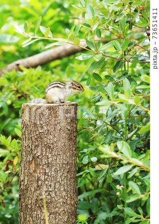 シマリスB274 73651411