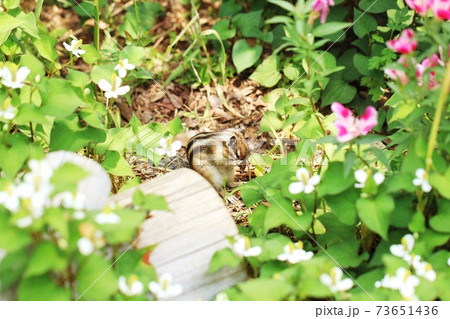 シマリスB297 シマリスB297 73651436