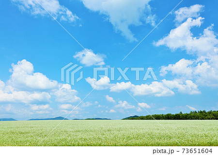 北海道　夏の青空とそば畑の風景 73651604