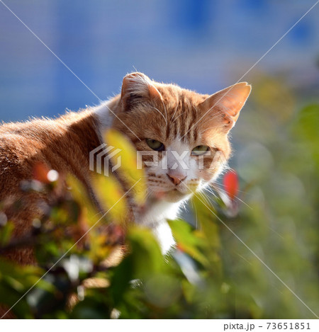 ちょっぴりまだ不信の目。だいじょうぶだよ。茶トラ白猫くん。 ちょっぴりまだ不信の目。だいじょうぶだよ。茶トラ白猫くん。 73651851