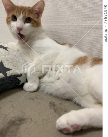 あくびの途中（猫） 73651940